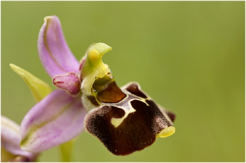 AS_Orchideen im Wilden