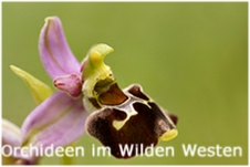 AS_Orchideen im Wilden
